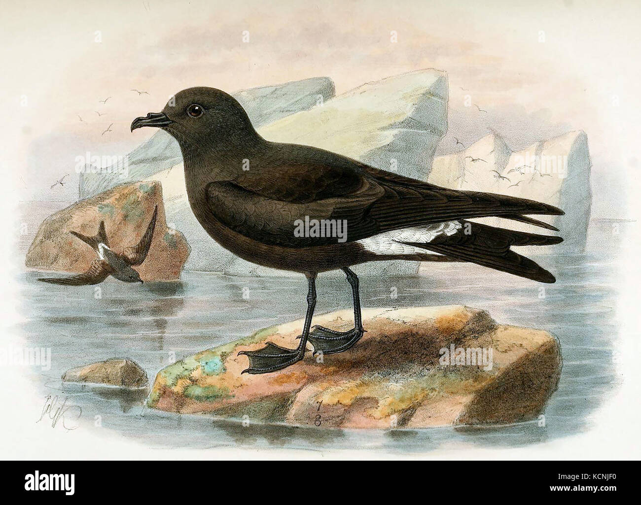 Guadalupe storm petrel (Oceanodroma macrodactyla) by John Gerrard Keulemans from 'Monograph of the Petrels' by Frederick Godman from the year 1907 Stock Photo