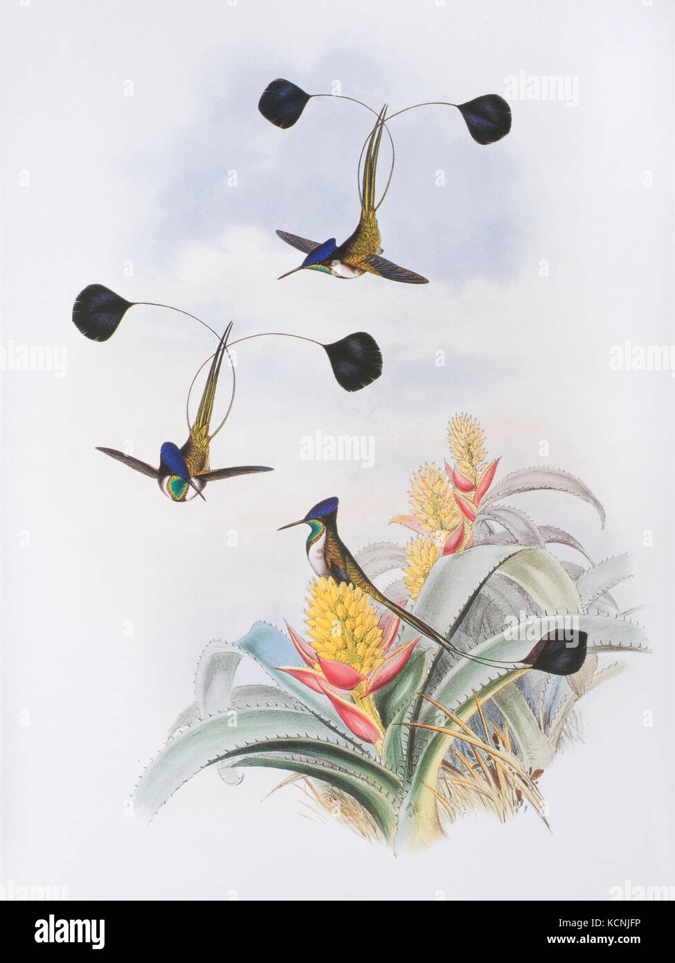 Marvellous Spatuletail (Loddigesia mirabilis) from John Gould's monograph of the Hummingbirds published 1849 to 87 Stock Photo