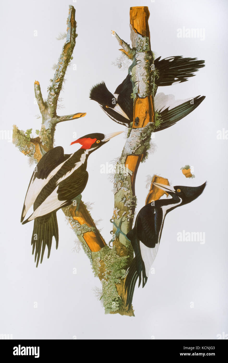 Ivory-billed Woodpecker plate by John James Audubon from Birds of America Stock Photo