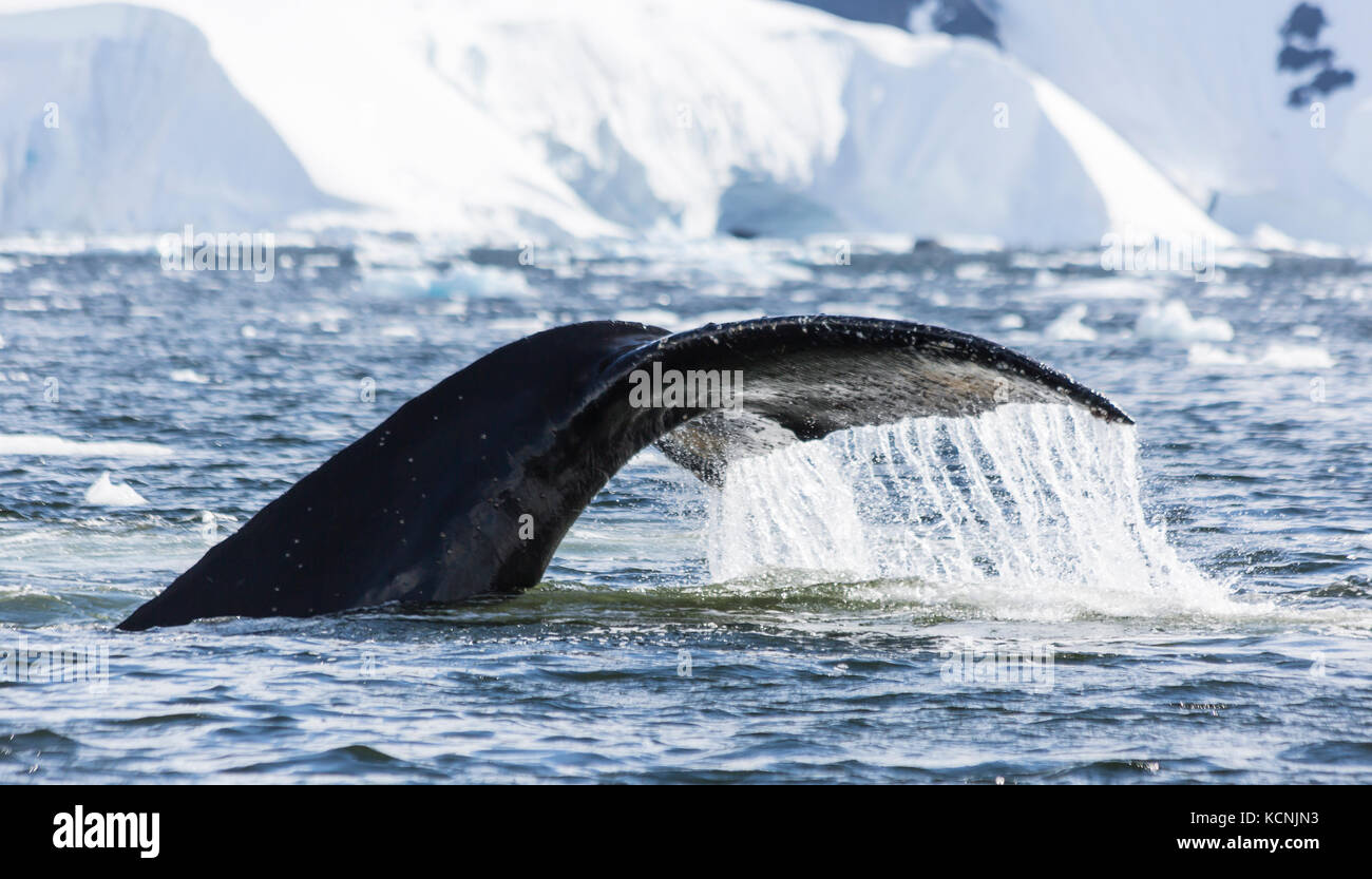 A Humpback Whales sounds in Wilhelmina Bay, Gerlache Strait, Antarctic Peninsula Stock Photo