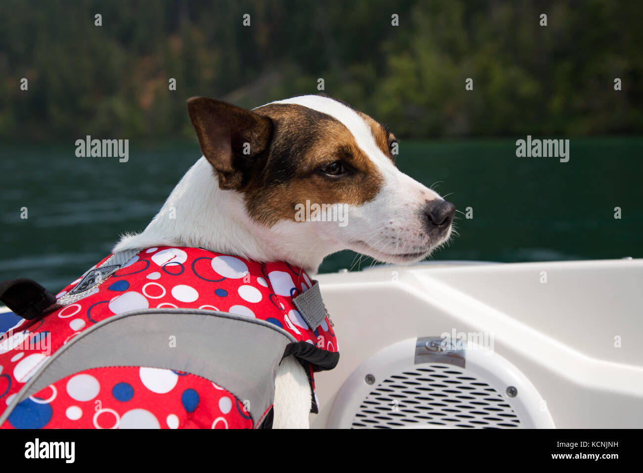 Dog wearing a lifejacket on a boat Stock Photo Alamy