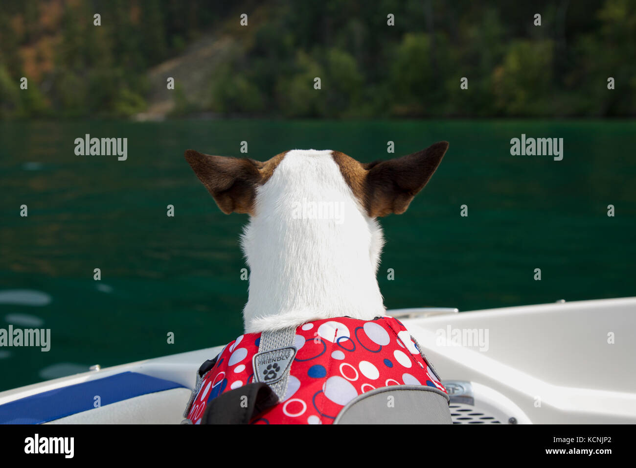 Dog wearing a lifejacket on a boat Stock Photo Alamy