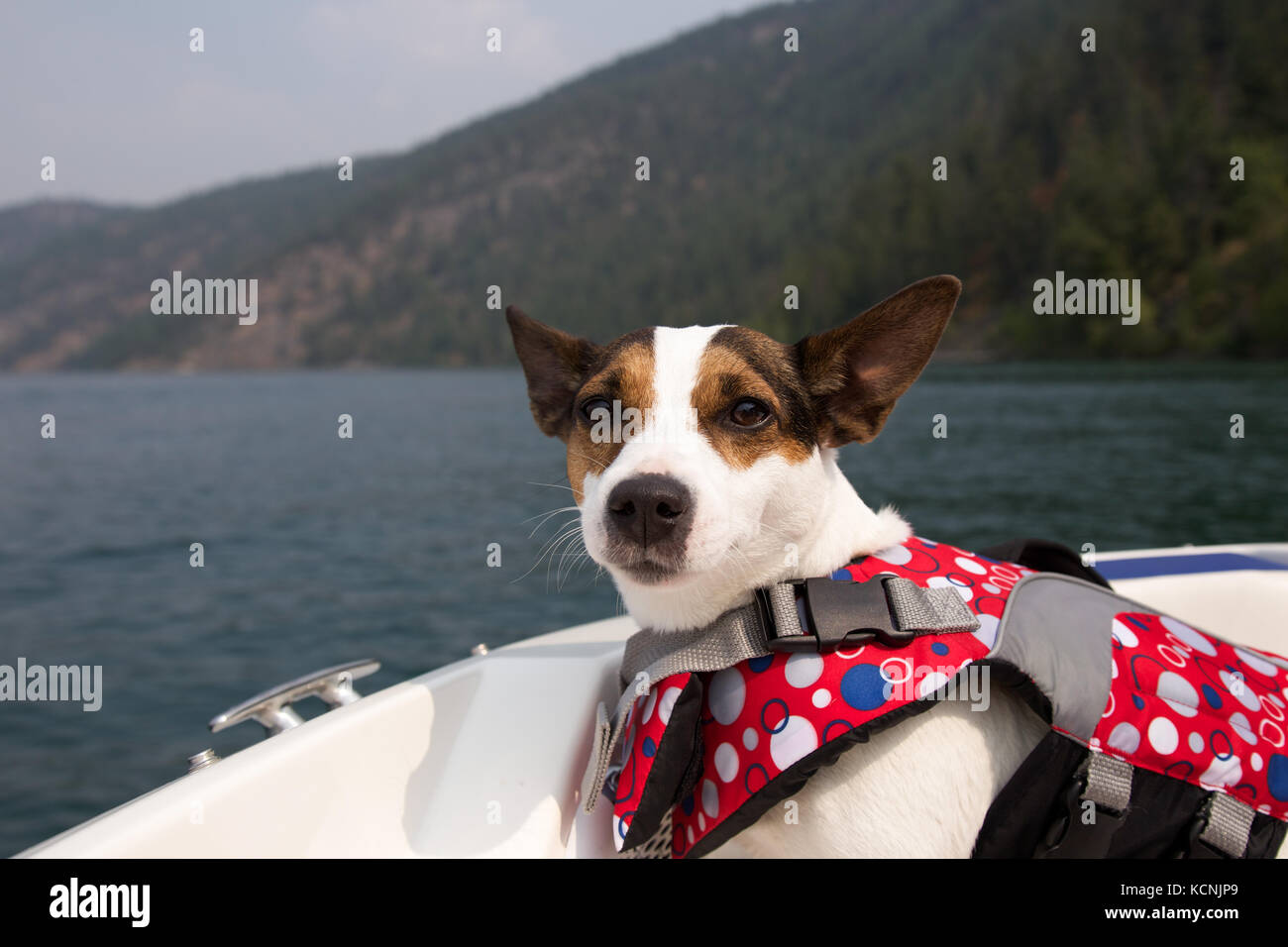 Dog wearing a lifejacket on a boat Stock Photo Alamy