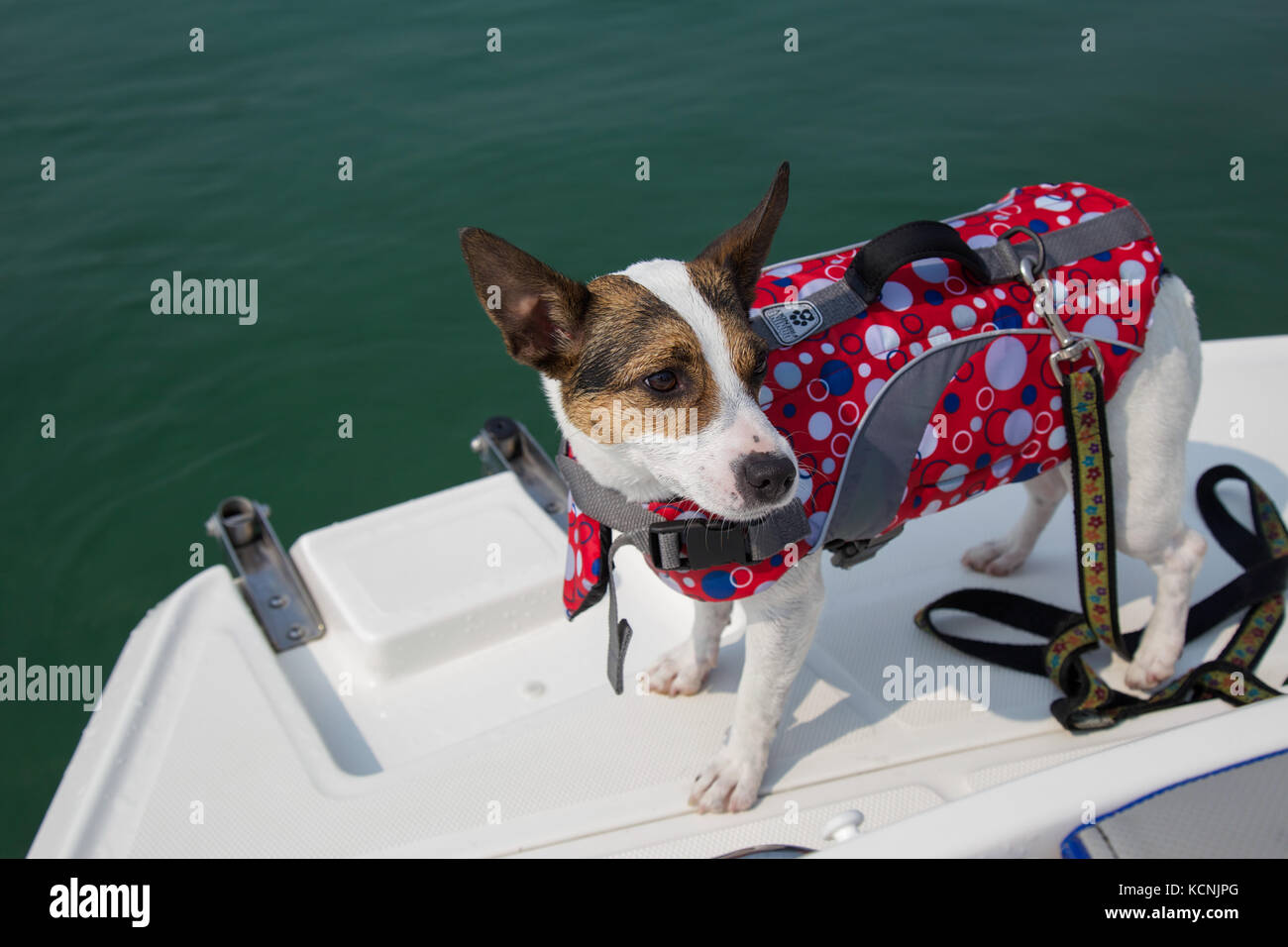 Dog wearing a lifejacket on a boat Stock Photo Alamy