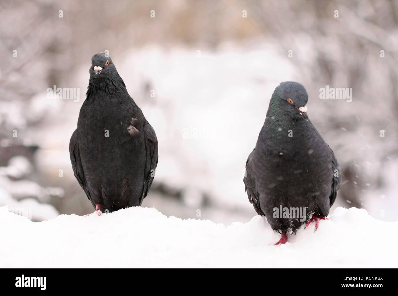 Pigeons in the city Wroclaw (Wrocław) in winter Stock Photo