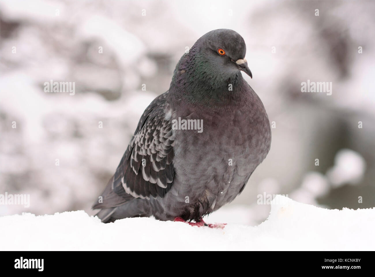 Pigeon in the city Wroclaw (Wrocław) in winter Stock Photo