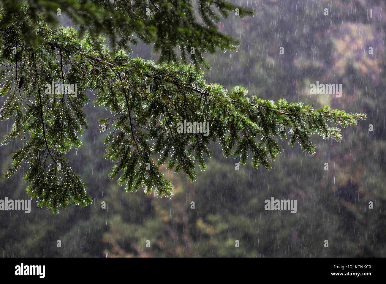 Heavy fir hi-res stock photography and images - Alamy