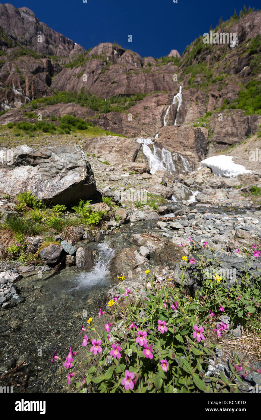 Alpine flowers bloom alongside a mountain stream near Century Sam lake.  Strathcona Park, Vancouver Island, British Columbia, Canada. Stock Photo