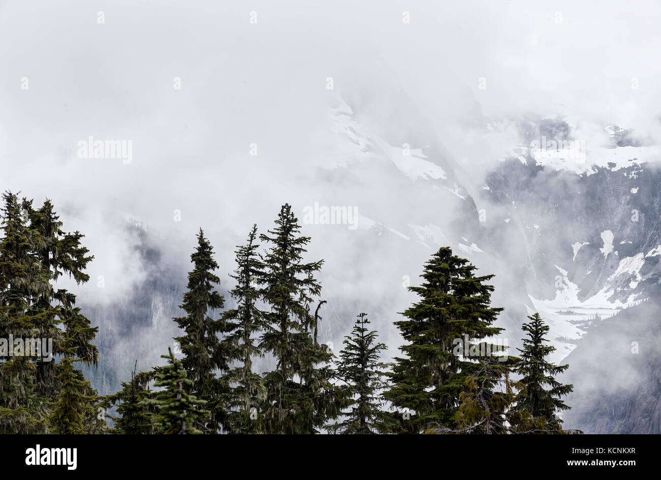 Mist enshrouded trees along a hillside evoke an ethereal presence, the quintessential Coastal scenic, Vancouver Island, British Columbia, Canada Stock Photo