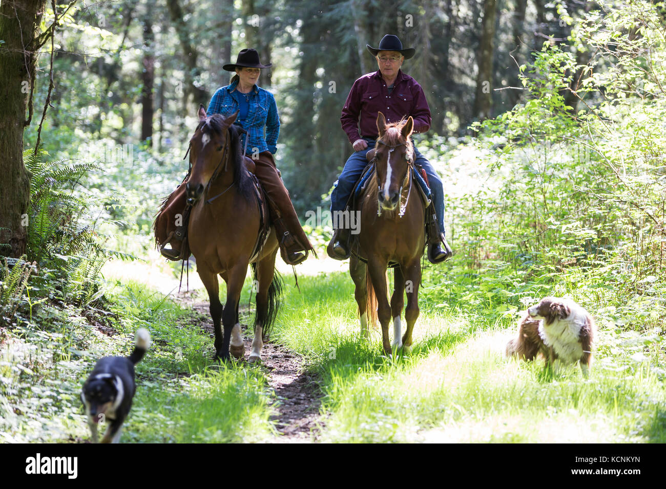 A couple on Horseback exercise their horses along with their dogs on a trail system in Black Creek.  The Comox Valley. Stock Photo