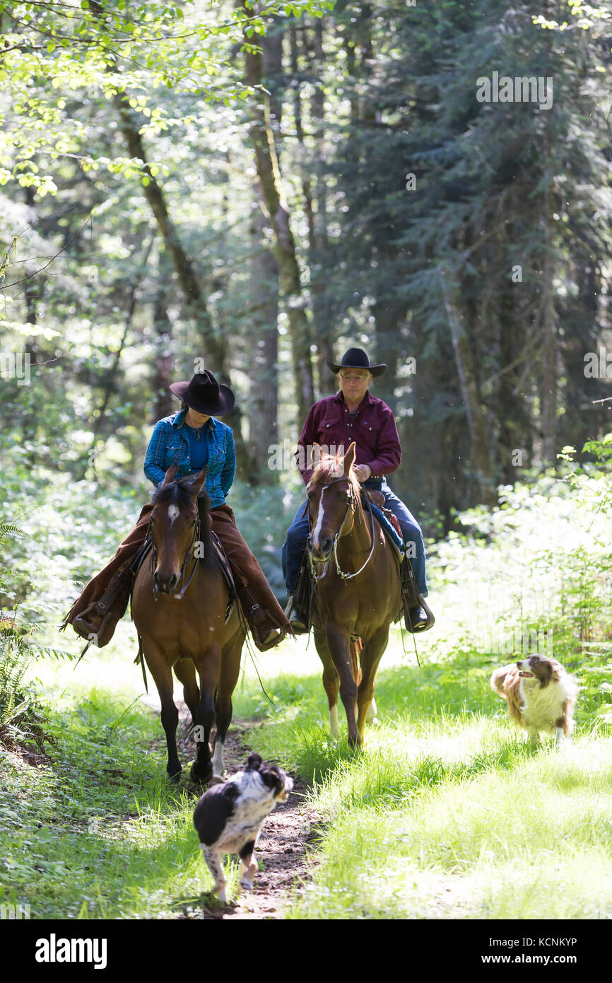 Horseback riders exercise their horses along with with their dogs on a trail system in Black Creek, The Comox Valley Stock Photo