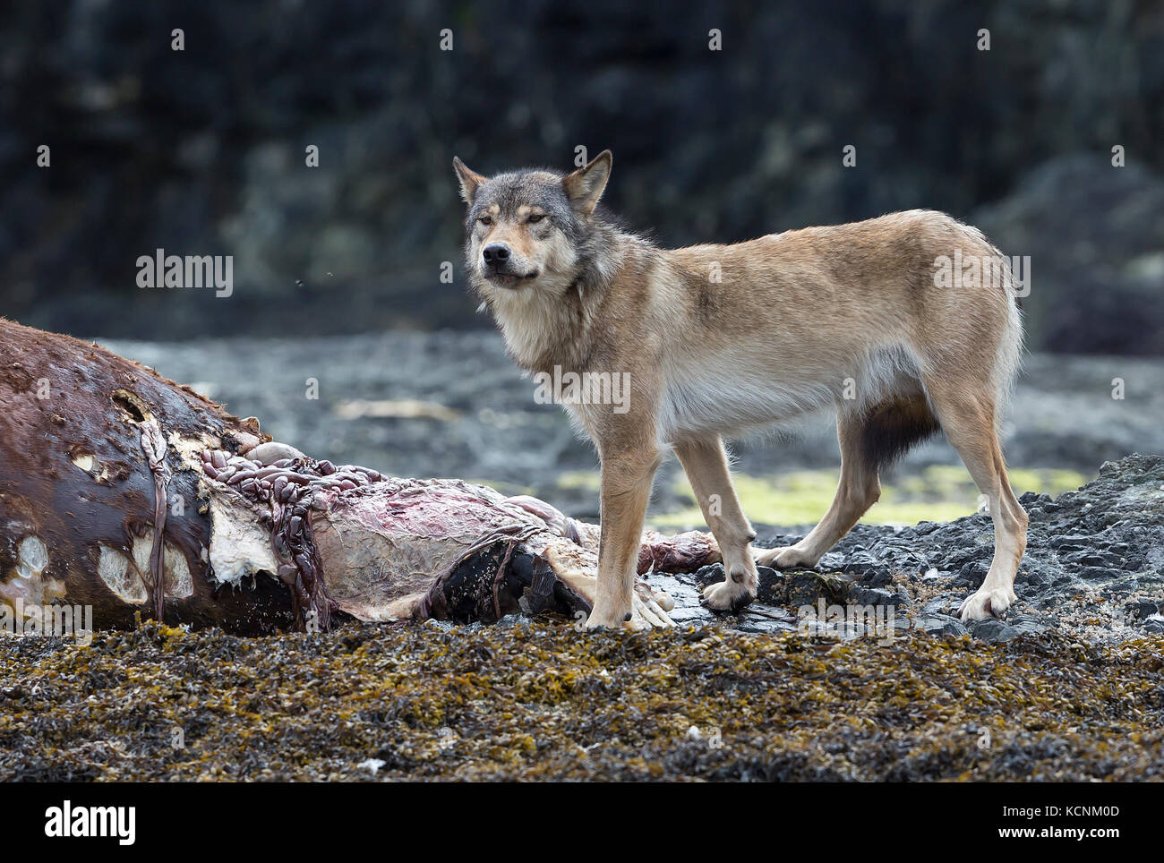 A wolf feeds on the dead carcass of a Stellar sea lion washed up on an island near Kyuquot, Vancouver Island, British Columbia, Canada Stock Photo