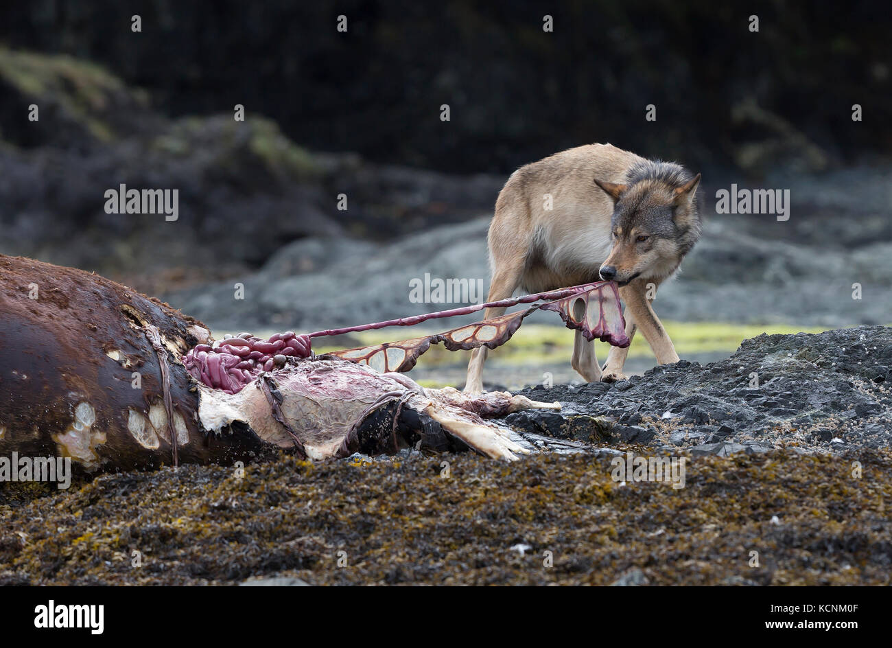 A wolf feeds on the dead carcass of a Stellar sea lion washed up on an island near Kyuquot, Vancouver Island, British Columbia, Canada Stock Photo
