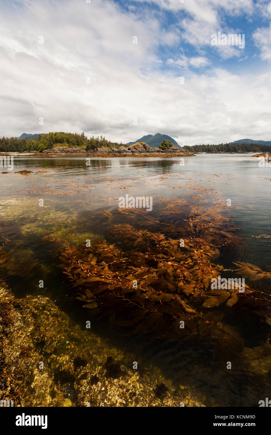 A rich underwater environment thrives in the waters around Spring Island, Kyuquot, Vancouver Island, British Columbia, Canada Stock Photo