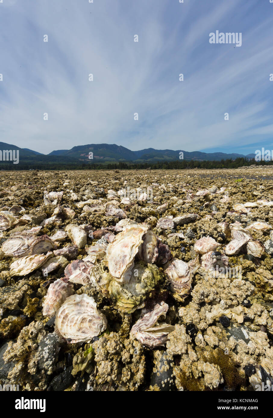 Oysters growing on foreshore leases line the shores of Fanny Bay near