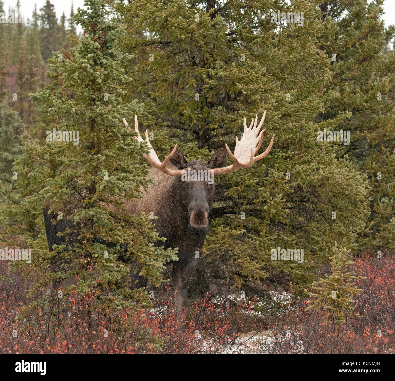 Bull Moose in Spruce trees and autumn tundra, (Alces alces), Denali National Park, Alaska, USA Stock Photo