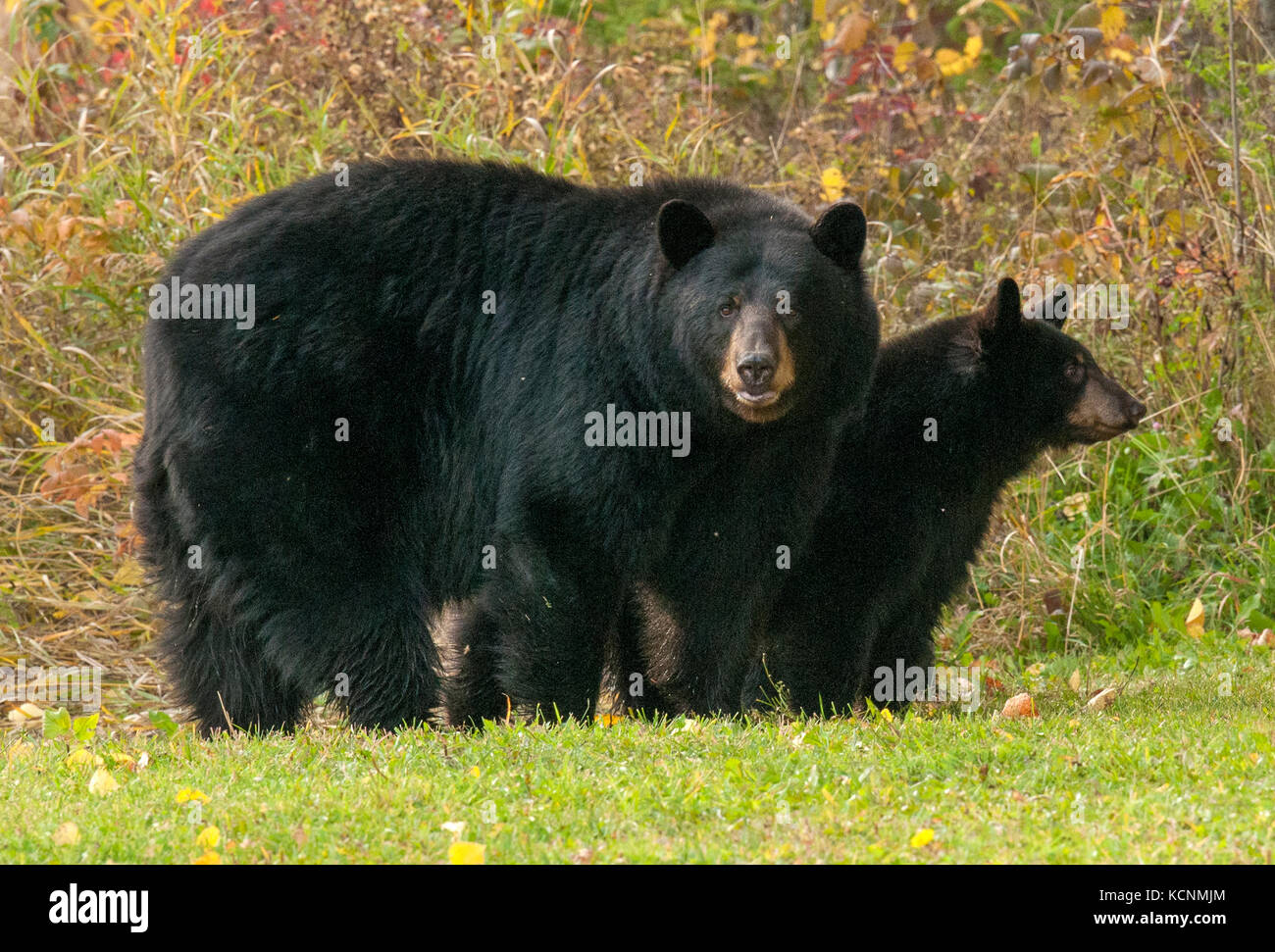 Wild American black bear (Ursus americanus) sow with 2nd year cub, Quetico Provincial Park, Ontario, Canada Stock Photo