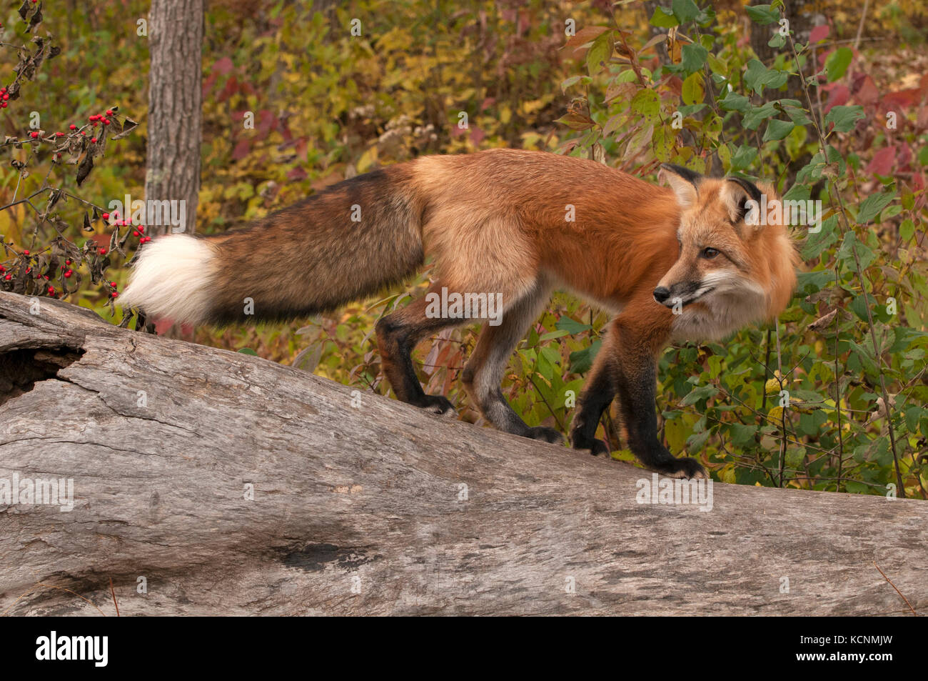 Red fox standing on log in autumn forest,(Vulpes vulpes), captive Stock Photo