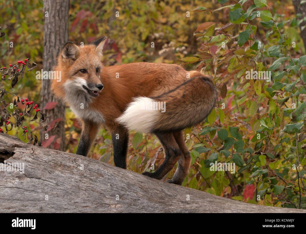 Red fox standing on log in autumn forest,  Vulpes vulpes), captive Stock Photo