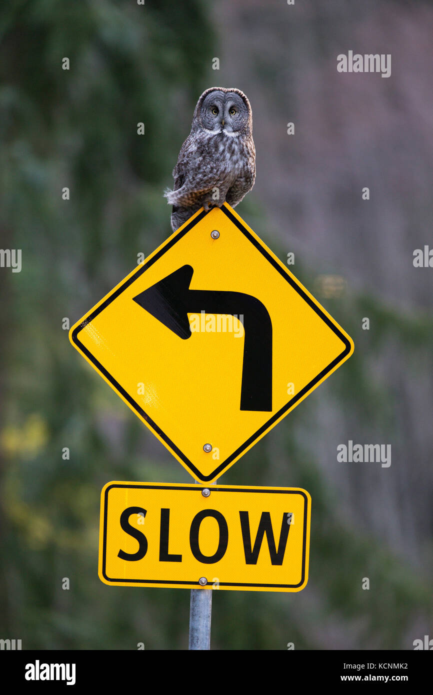 Great gray owl (Strix nebulosa), on road sign, Burnaby, British Columbia, Canada Stock Photo