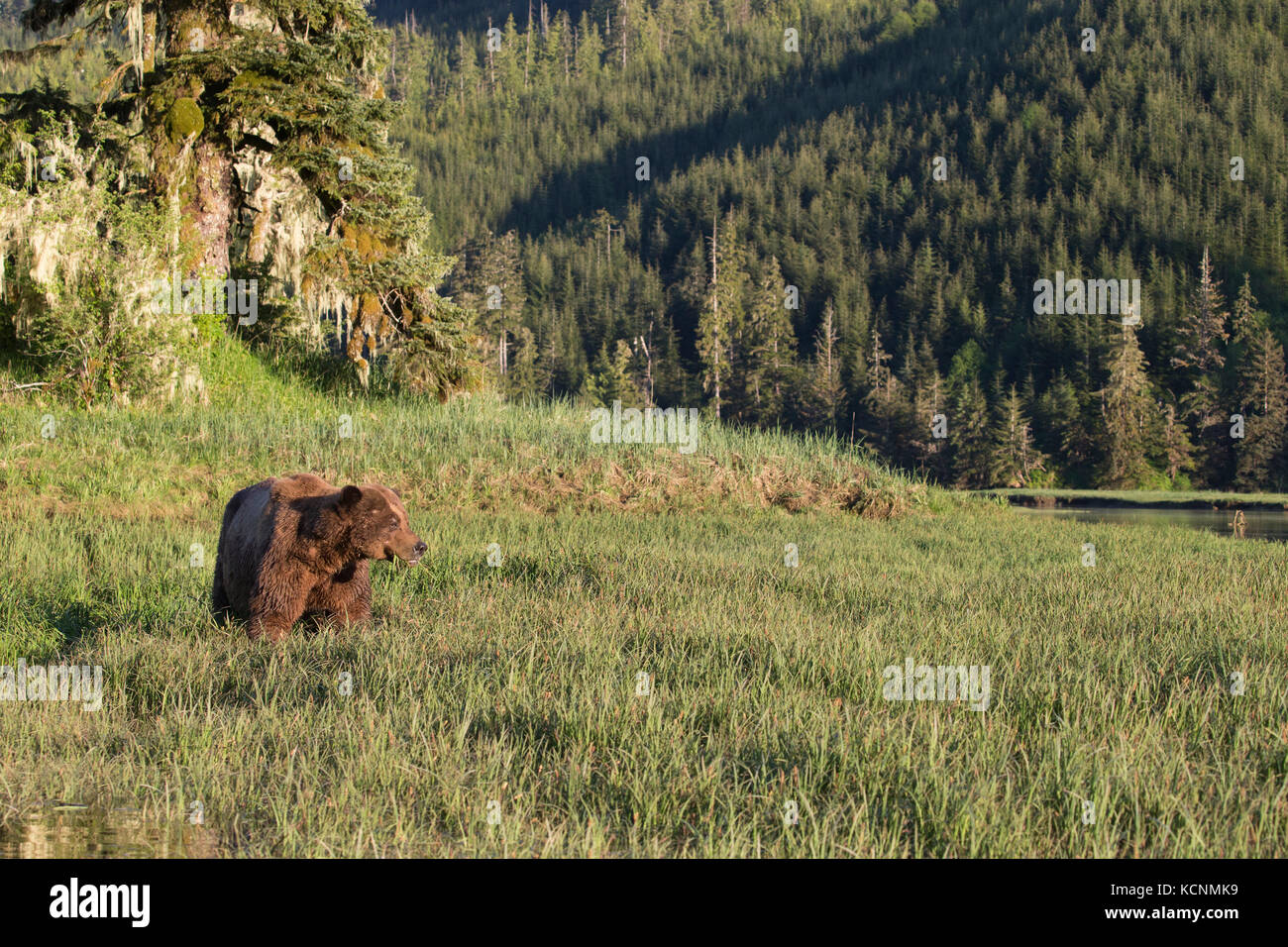 Grizzly bear (Ursus arctos horriblis), large scarred male, eating Lyngbye's sedge (Carex lyngbye),  Kwinimass Estuary, British Columbia, Canada Stock Photo