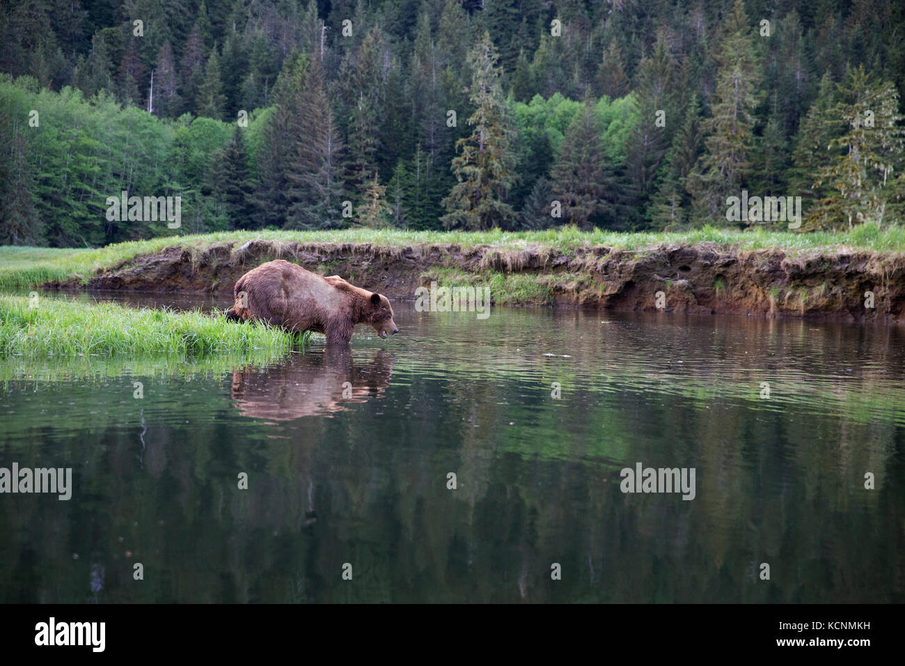 Grizzly bear (Ursus arctos horriblis), large scarred male, enterring water,  Kwinimass Estuary, British Columbia, Canada. Stock Photo