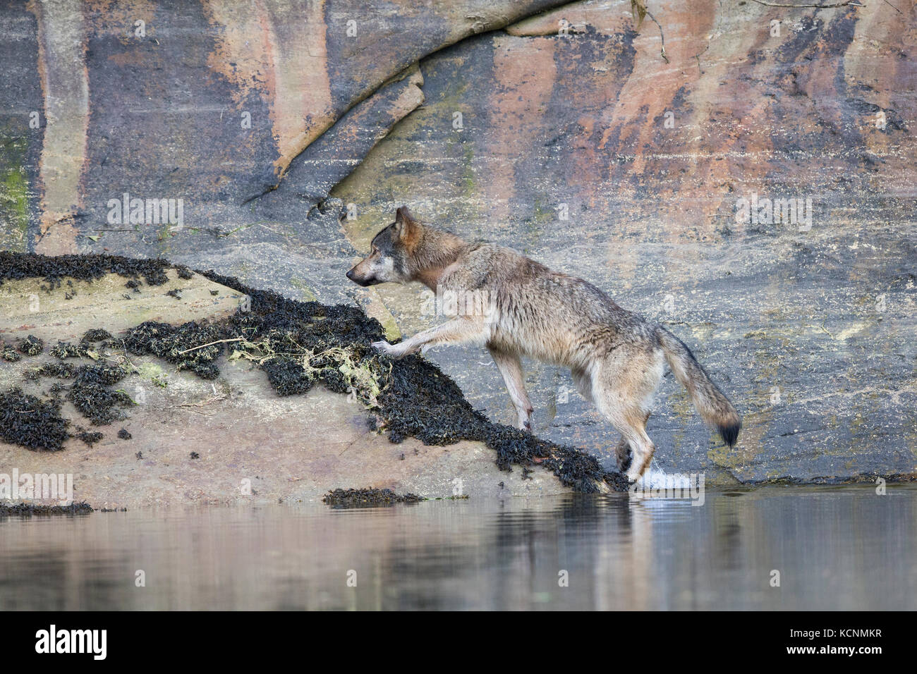 Coastal wolf (Canis lupus), Khutzeymateen Grizzly Bear Sanctuary, British Columbia, Canada. Stock Photo