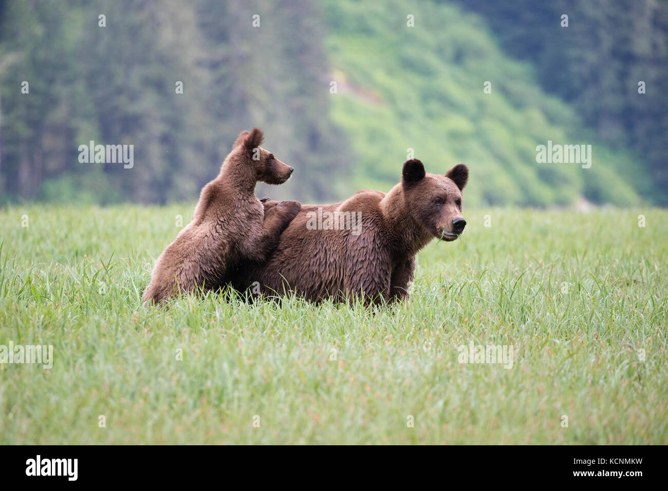 Grizzly bear (Ursus arctos horriblis), yearling cub with paws on female's back as female eats Lyngbye's sedge (Carex lyngbyei), Khutzeymateen Grizzly Bear Sanctuary, British Columbia, Canada. Stock Photo