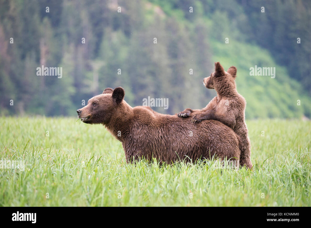 Grizzly bear (Ursus arctos horriblis), female and yearling cub female's back, Khutzeymateen Grizzly Bear Sanctuary, British Columbia, Canada. The female is eating Lyngbye's sedge  (Carex lyngbyei). Stock Photo