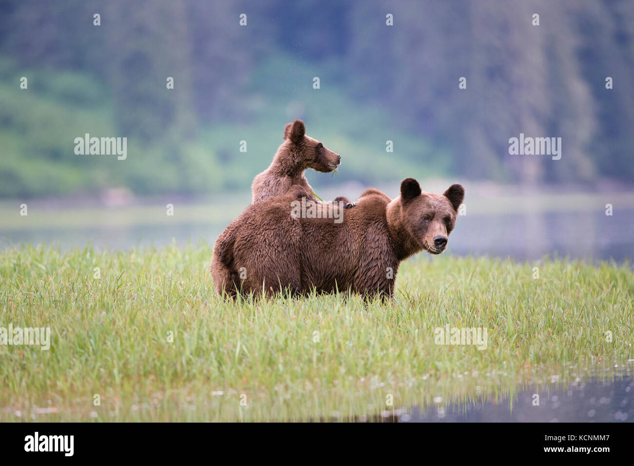 Grizzly bear (Ursus arctos horriblis), female, eating Lyngbye's sedge (Carex lyngbyei), and yearling cub with paws on her back, Khutzeymateen Grizzly Bear Sanctuary, British Columbia, Canada. Stock Photo