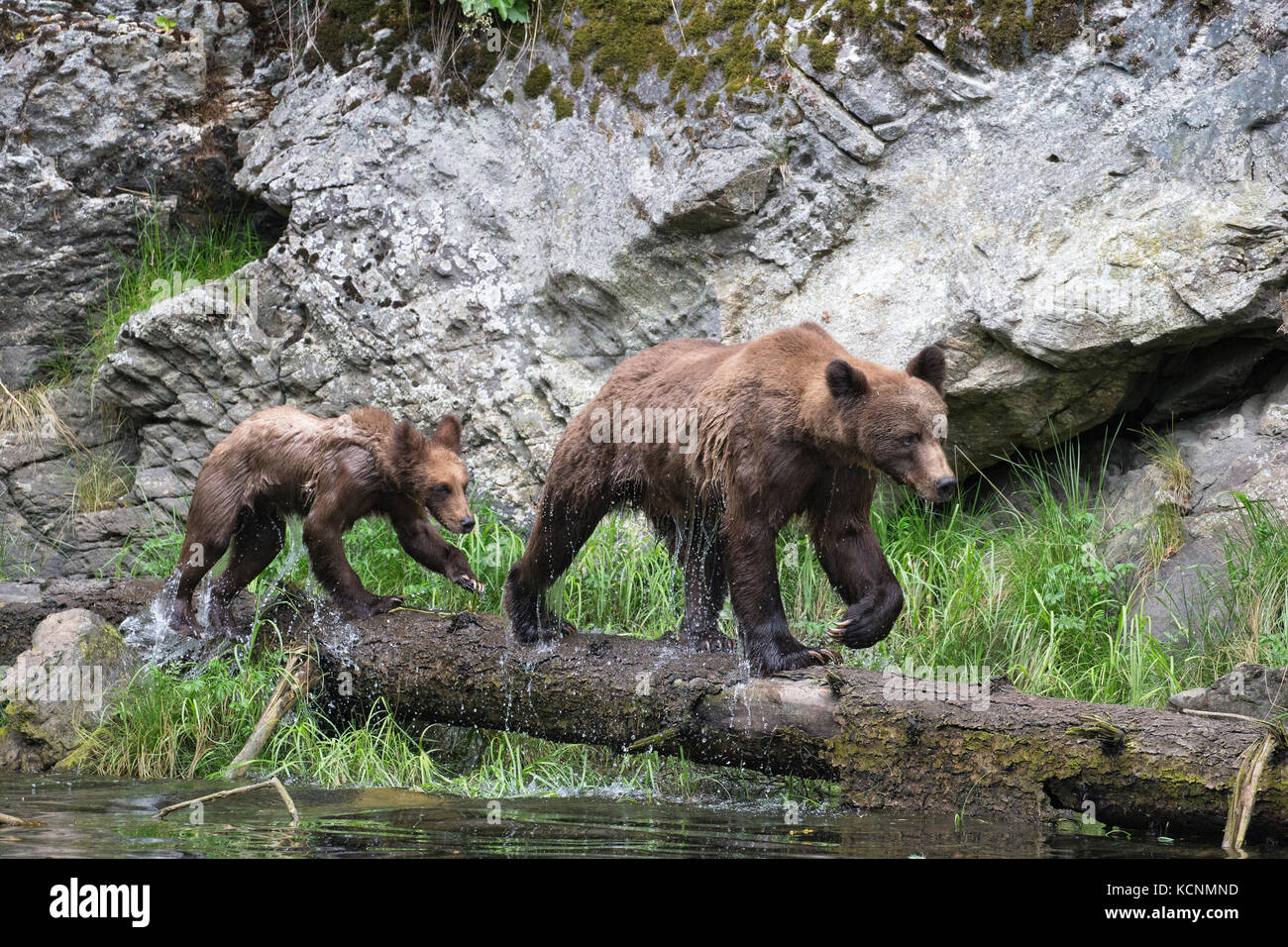 Grizzly bear (Ursus arctos horriblis), female and yearling cub, Khutzeymateen Grizzly Bear Sanctuary, British Columbia, Canada. Stock Photo