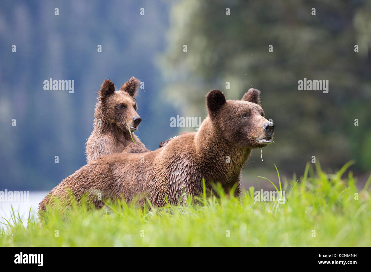 Grizzly bear (Ursus arctos horriblis), female and yearling cub with paws on female's back,  eating Lyngbye's sedge (Carex lyngbyei), Khutzeymateen Grizzly Bear Sanctuary, British Columbia, Canada. Stock Photo