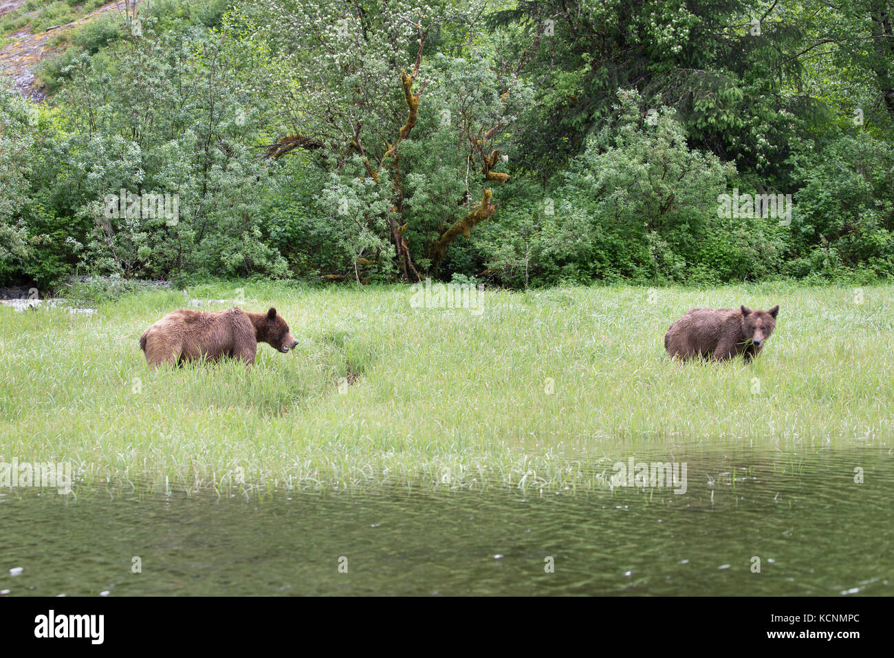 Grizzly bear (Ursus arctos horriblis), courting pair (female at right) eating Lyngbye's sedge (Carex lyngbyei), Khutzeymateen Grizzly Bear Sanctuary, British Columbia, Canada. Both are young bears. Stock Photo