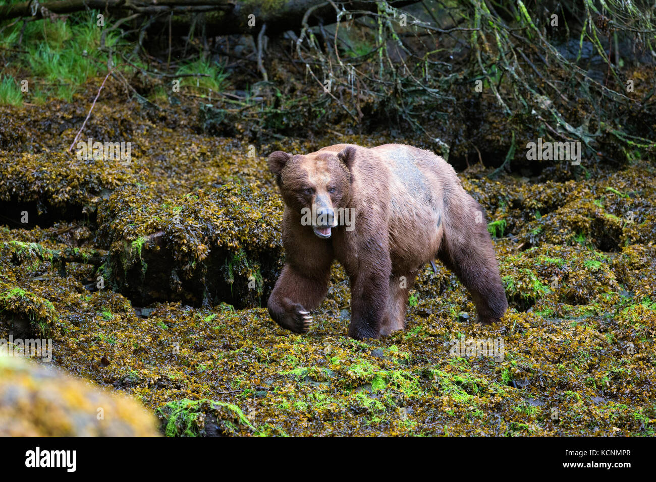 Grizzly bear (Ursus arctos horribilis), large male, Khutzeymateen Inlet, Khutzeymateen Grizzly Bear Sanctuary, British Columbia, Canada. Stock Photo