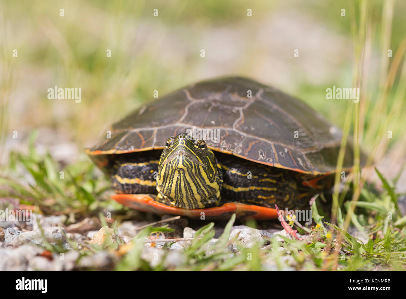 Western painted turtle (Chrysemys picta bellii), female, Nicomen Slough, Agassiz, British Columbia, Canada.  The Pacific Coast population of this species is endangered in Canada. Stock Photo