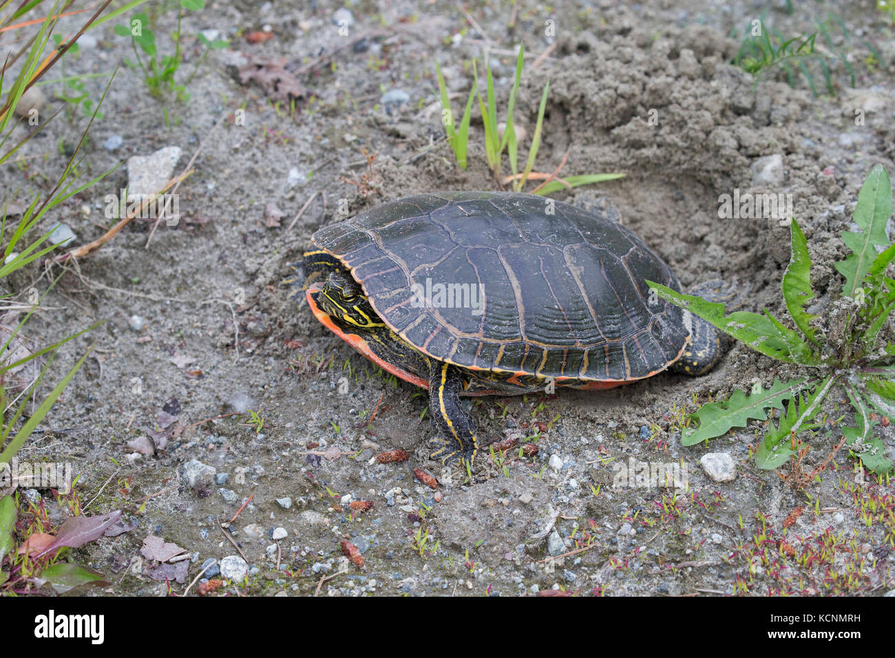 Western painted turtle (Chrysemys picta bellii), female using her hind legs to fill in her nest cavity where she has just laid a clutch of eggs, Nicomen Slough, Agassiz, British Columbia, Canada Stock Photo