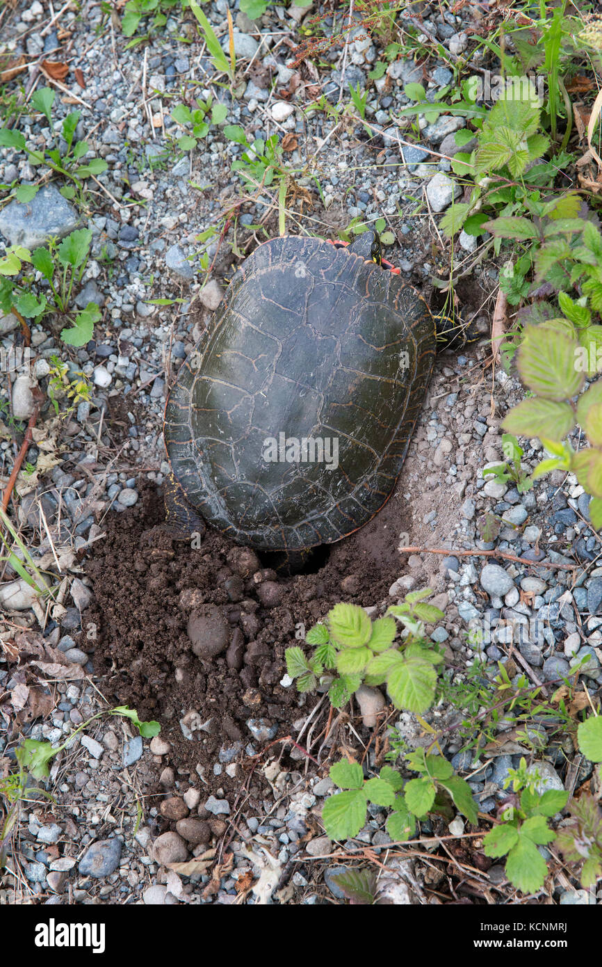 Painted turtle digging nest hires stock photography and images Alamy