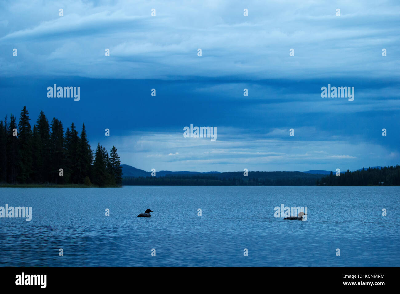 Common loon (Gavia immer), breeding pair at dusk, Cariboo Region, British Columbia. Stock Photo