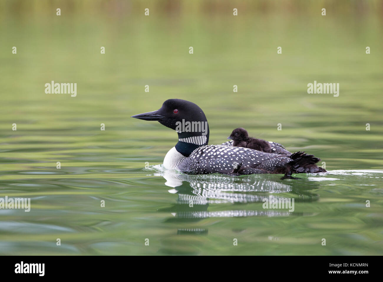 Common loon (Gavia immer), adult with chick on back, Cariboo Region, British Columbia, Canada. Stock Photo
