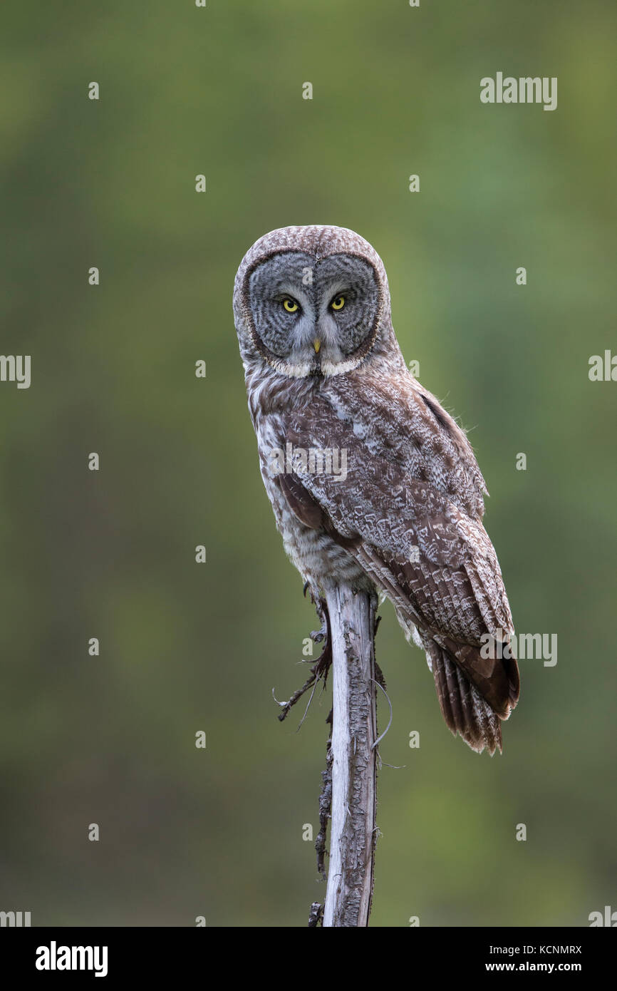 Great gray owl (Strix nebulosa), Cariboo Region, British Columbia, Canada. Stock Photo