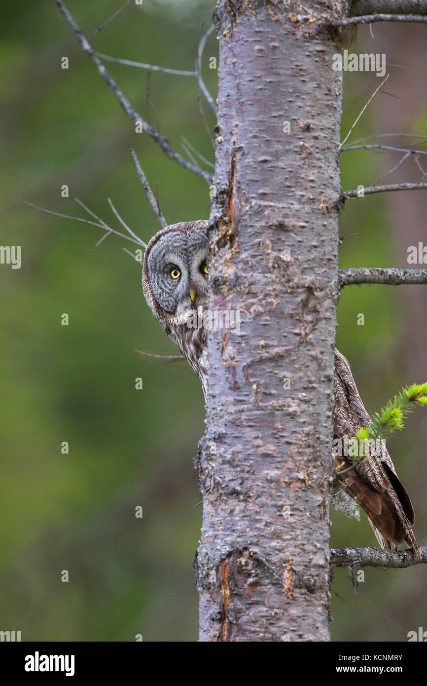 Great gray owl (Strix nebulosa), Cariboo Region, British Columbia, Canada Stock Photo