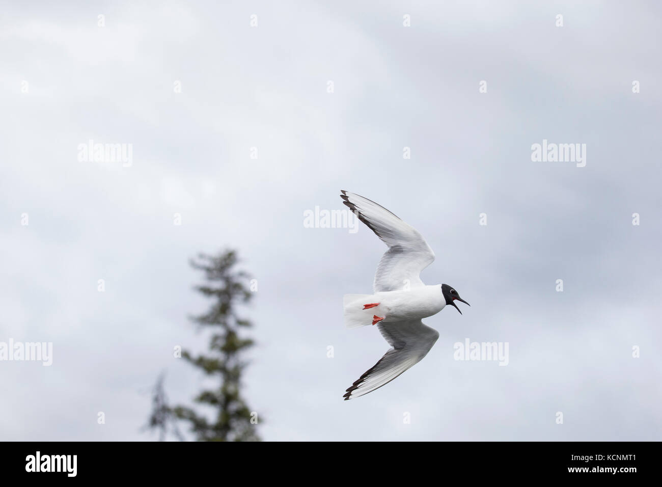 Bonaparte's gull (Chroicocephalus philadelphia), adult in breeding plumage, in flight, Cariboo Region, British Columbia, Canada Stock Photo