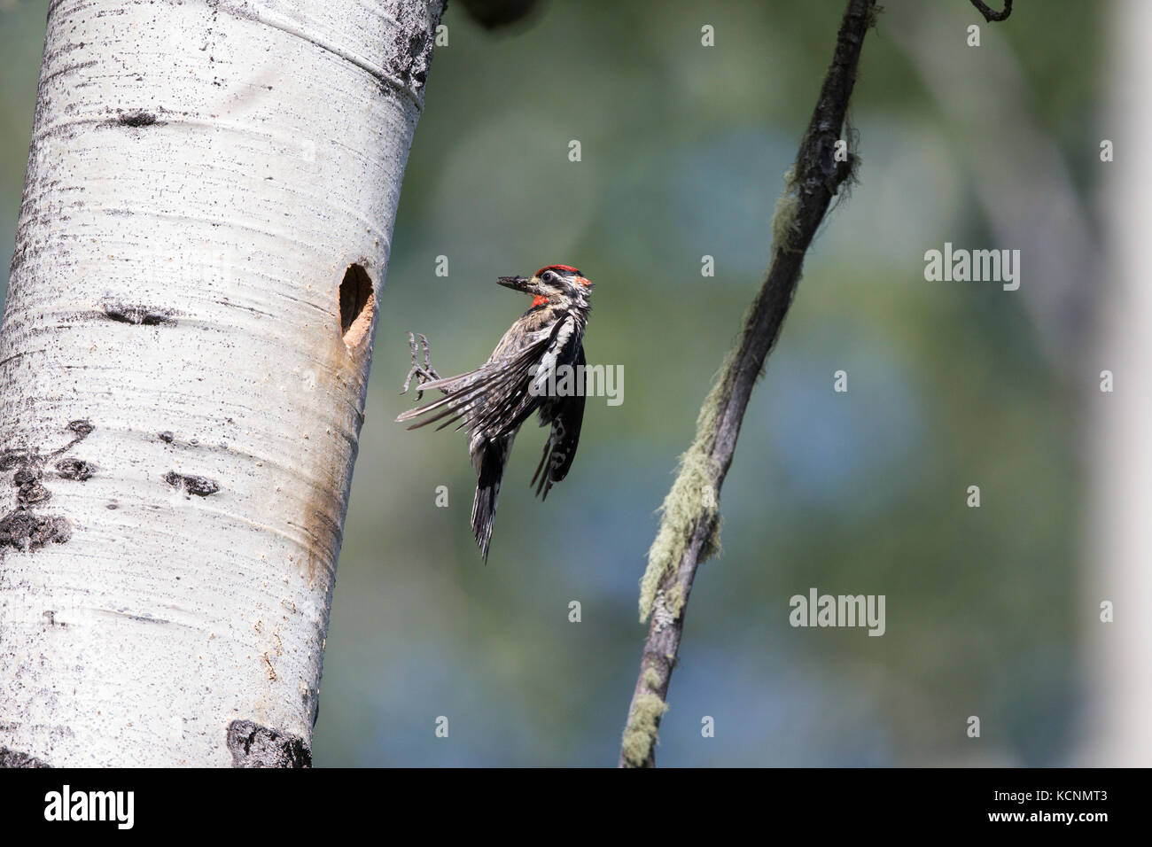 Red-naped sapsucker (Sphyrapicus nuchalis), female, flying to nest cavity in trembling aspen (Populus tremuloides), with insects for chicks, Cariboo Region, British Columbia, Canada Stock Photo