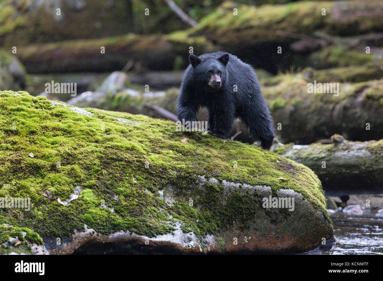 Black spirit bear (Ursus americanus kermodei), cub, along salmon (Oncorhynchus sp.) spawning creek, Great Bear Rainforest, British Columbia, Canada Stock Photo