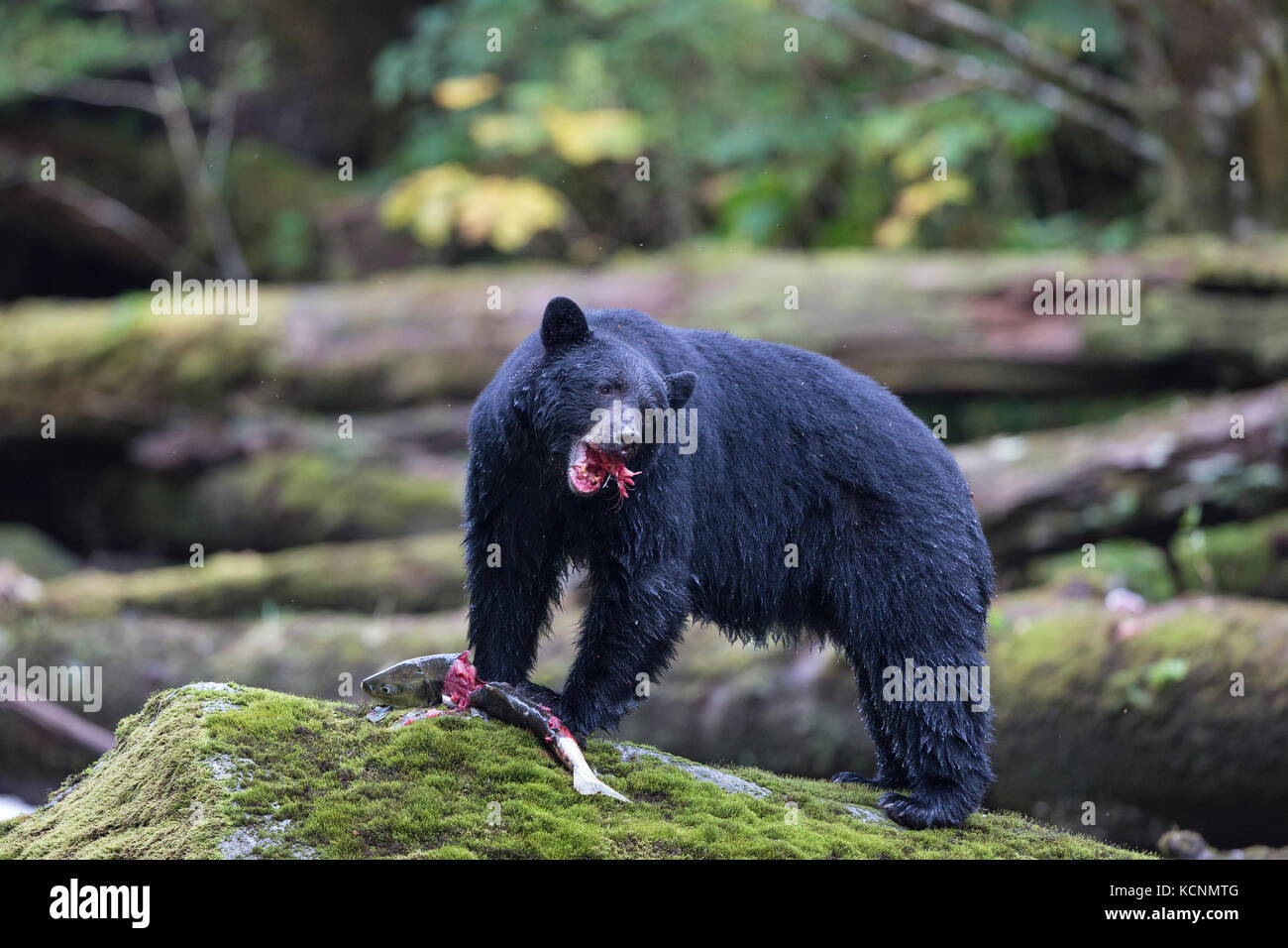 Black spirit bear (Ursus americanus kermodei), female eating chum salmon (Oncorhynchus keta), Great Bear Rainforest, British Columbia, Canada Stock Photo