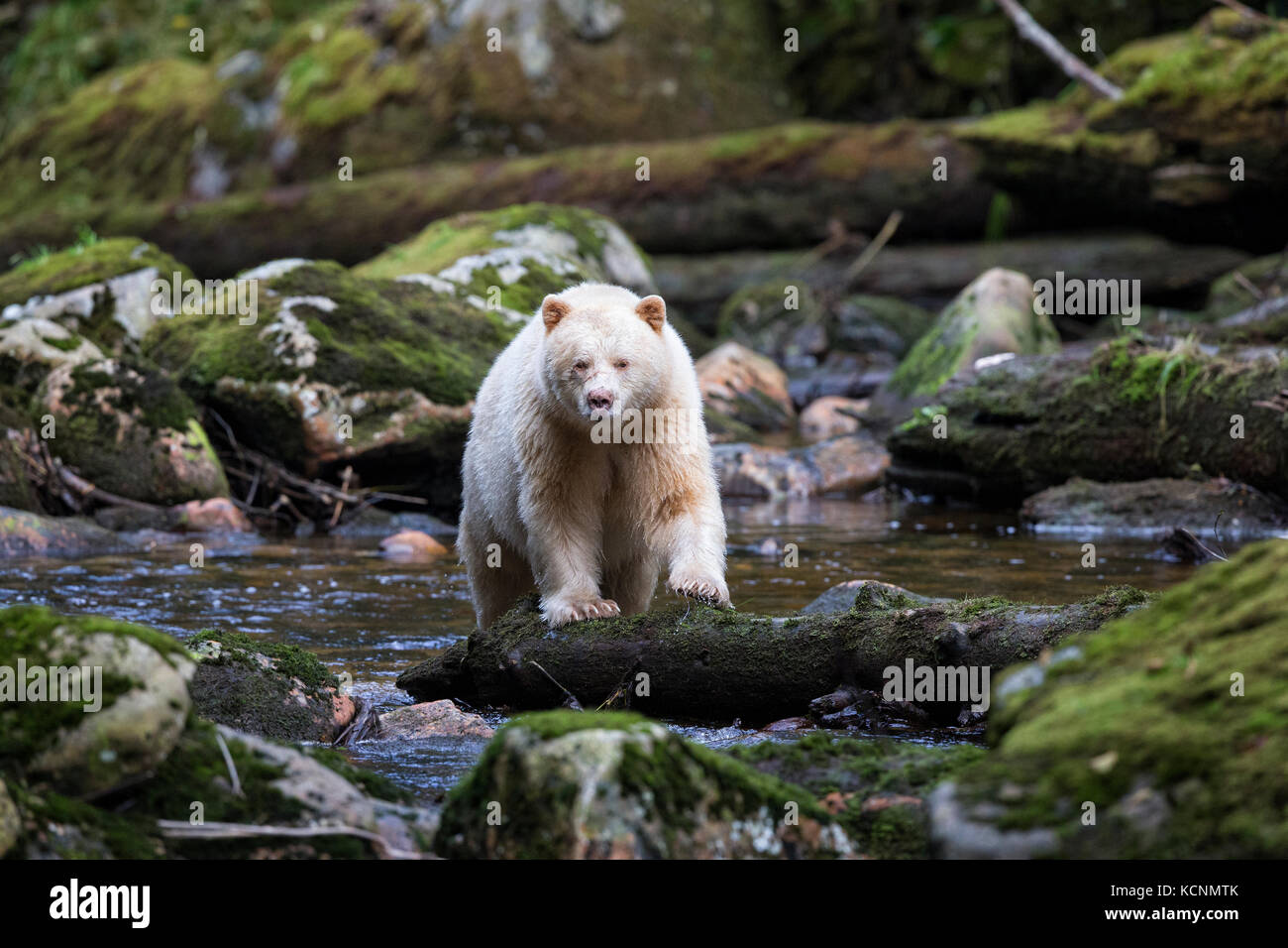 Spirit bear (Ursus americanus kermodei), male, along salmon (Oncorhynchus sp.) spawning creek, Great Bear Rainforest, British Columbia, Canada Stock Photo