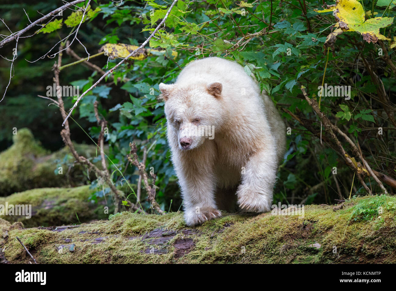 Spirit bear (Ursus americanus kermodei), male, Great Bear Rainforest, British Columbia, Canada Stock Photo