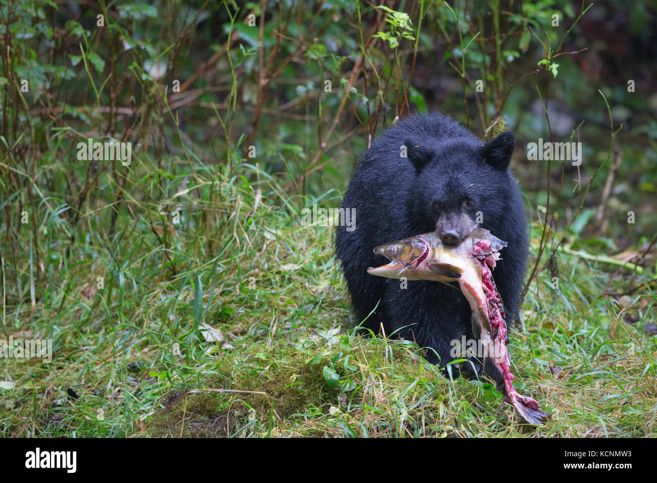 Black spirit bear (Ursus americanus kermodei), cub eating salmon (Oncorhynchus sp.), Great Bear Rainforest, British Columbia, Canada Stock Photo