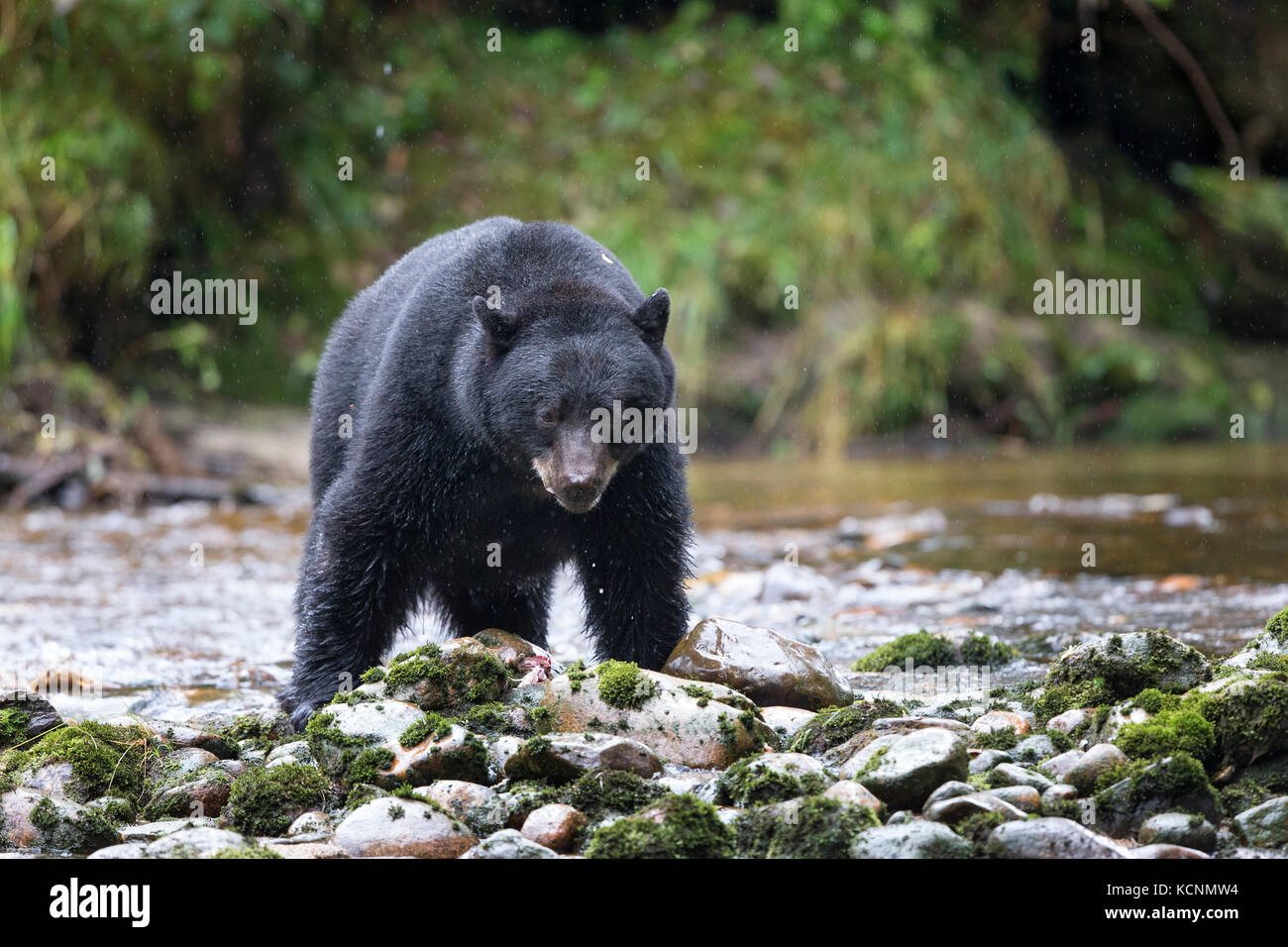 Black spirit bear (Ursus americanus kermodei), along salmon (Oncorhynchus sp.) spawning creek, Great Bear Rainforest, British Columbia, Canada Stock Photo
