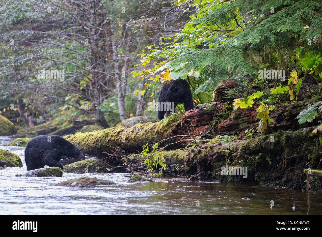 Black spirit bear (Ursus americanus kermodei), confrontation between male (bottom) and female with off-camera cub, along salmon (Oncorhynchus sp.) spawning creek, Great Bear Rainforest, British Columbia, Canada Stock Photo